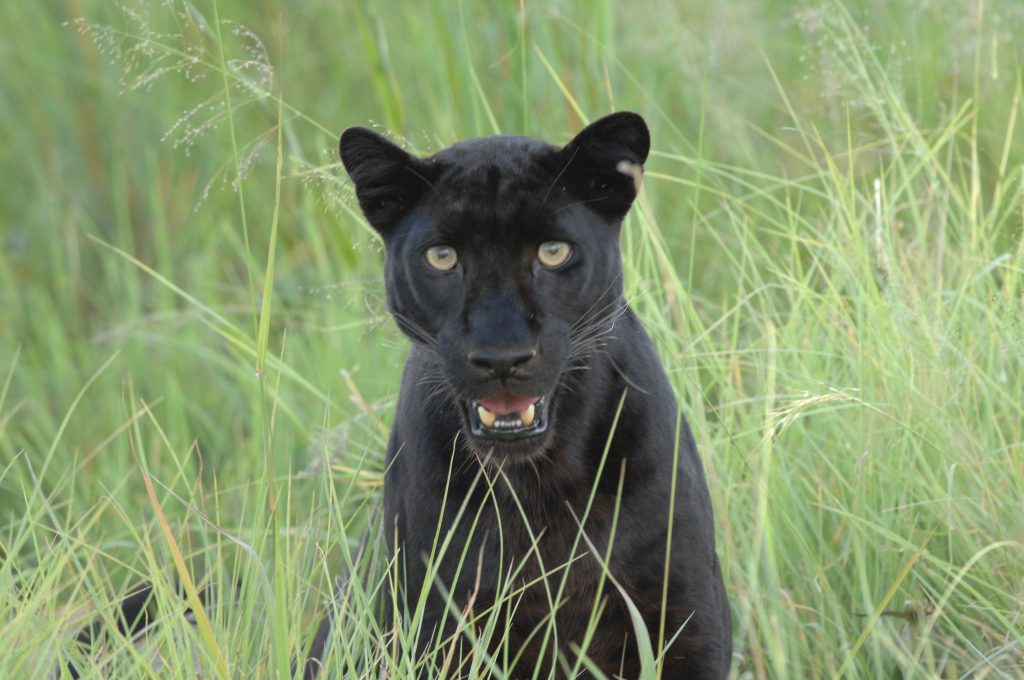 black puma wild cat