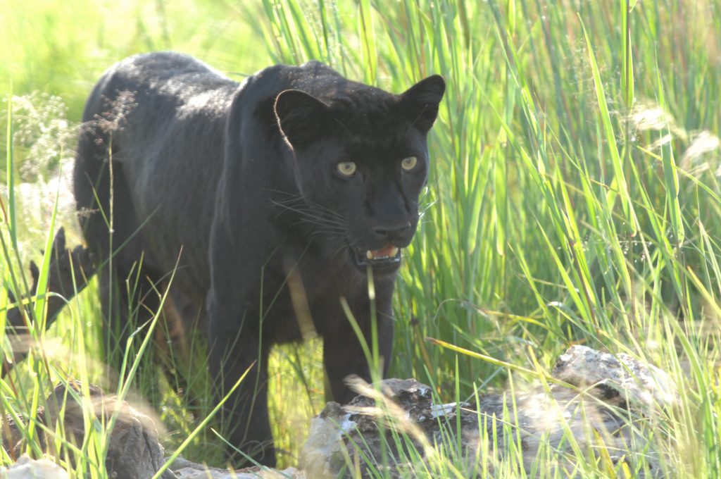 black puma cat