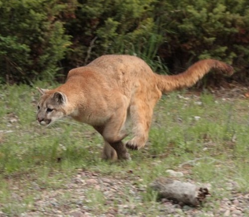 Panthers Pumas Explained Big Cat Conversations