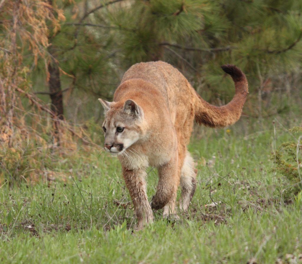 How did a puma and a panther end up in an Għajnsielem home?